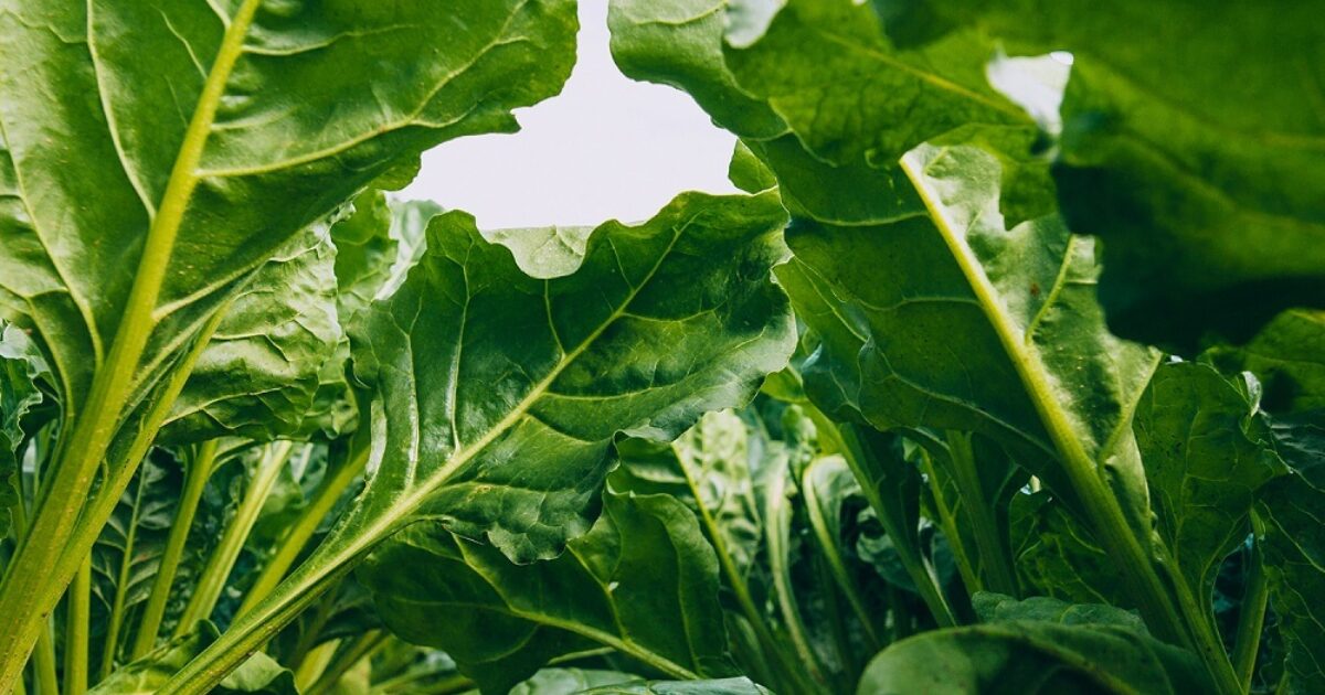 SV - American Crystal Sugar… | From seed to sugarbeet | SESVanderHave