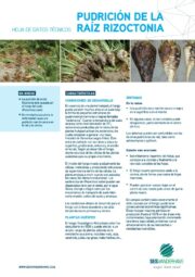 SESVanderHave España Remolacha azucarera Enfermedades Ficha técnica Rizoctonia Thumbnail