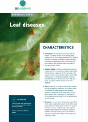 SESVanderHave Sugar beet seed - Technical Leaflet Diseases Leaf diseases, cercospora, ramularia, powdery mildew, rust