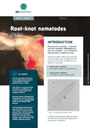 Sesvanderhave Technical Leaflet sugar beet pests diseases Root knot nematodes 2021