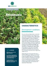 Sesvanderhave sugar beet disease technical leaflet rhizomania 2022