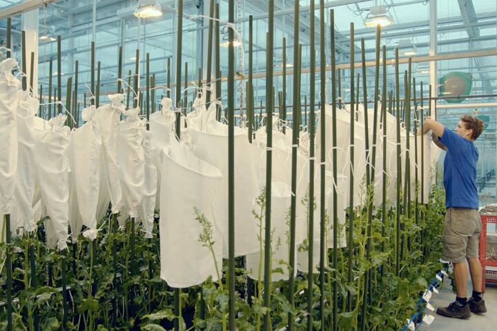 Sesvanderhave innovation plant breeding svic polination 2