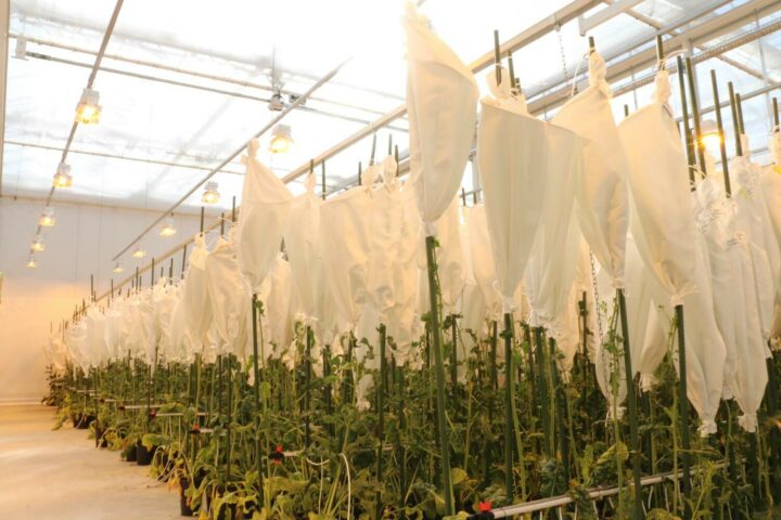 Sesvanderhave innovation plant breeding svic polination 3