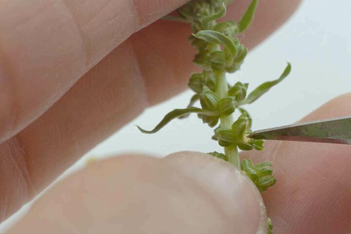 SESVanderHave - inovacija uzgoj biljaka svic oprašivanje