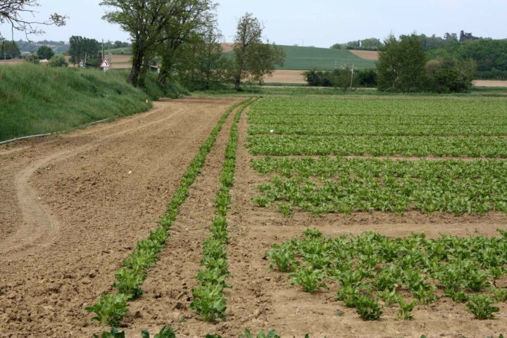 SESVanderHave - producción de semillas de remolacha azucarera calignac esquejes de plantas