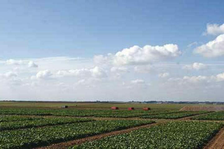 Sesvanderhave sugar beet seed field trials harvested