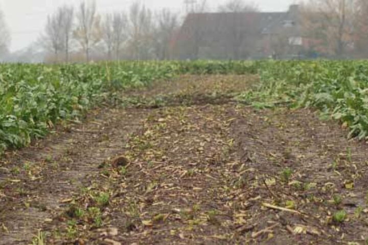 Sesvanderhave sugar beet seed field trials1