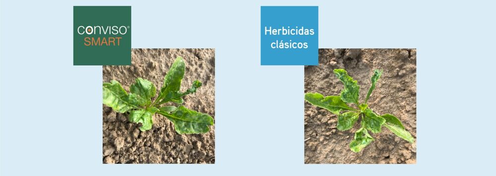 SESVanderhave España CONVISO® SMART seguridadcultivo cropped aplicacion