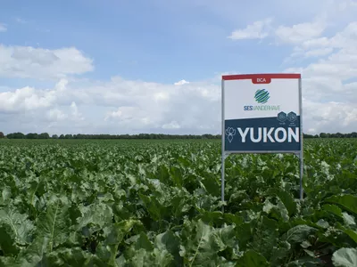 Sesvanderhave news suikerbieten Nederland YUKON rhizomanie nematoden bca