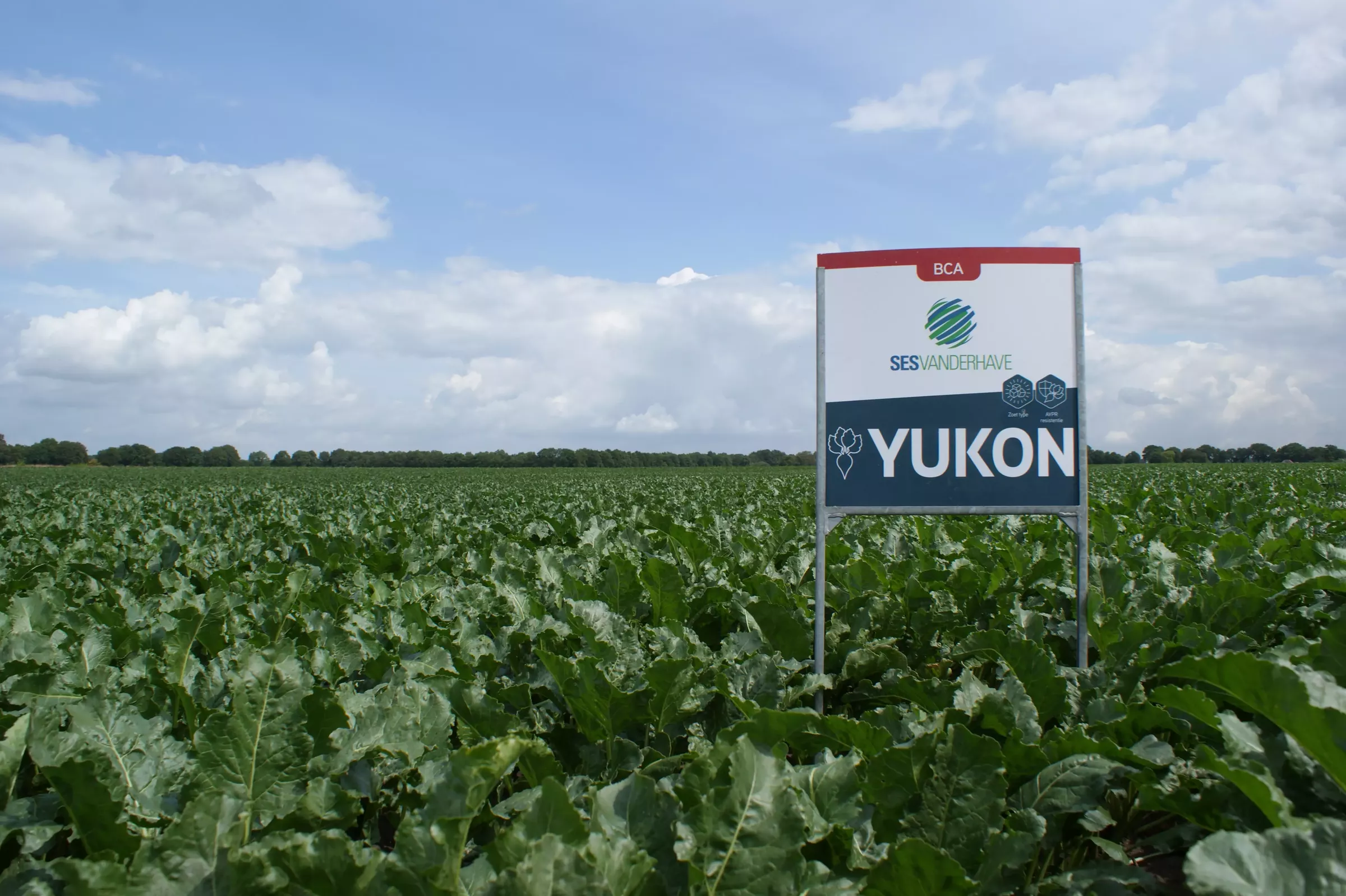 Sesvanderhave news suikerbieten Nederland YUKON rhizomanie nematoden bca