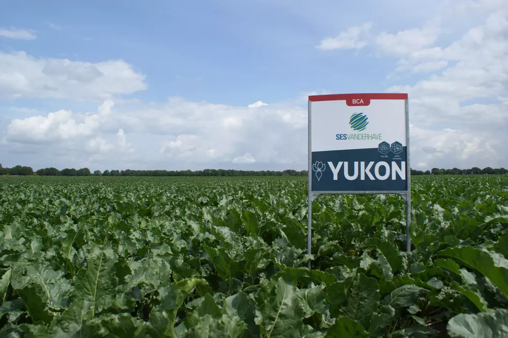 Sesvanderhave news suikerbieten Nederland YUKON rhizomanie nematoden bca