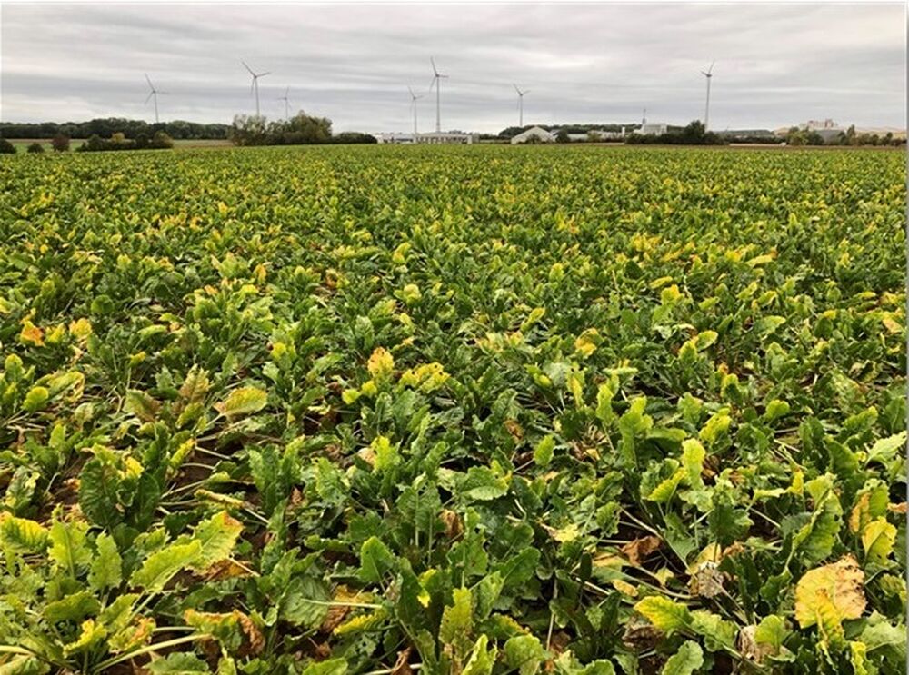 Sesvanderhave Nederland Nieuws SBR veld
