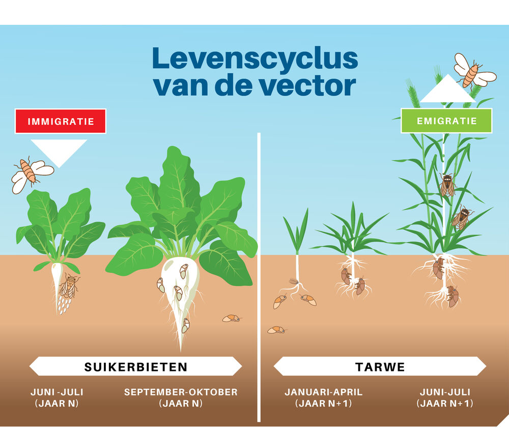 Levenscyclus van de vector SBR