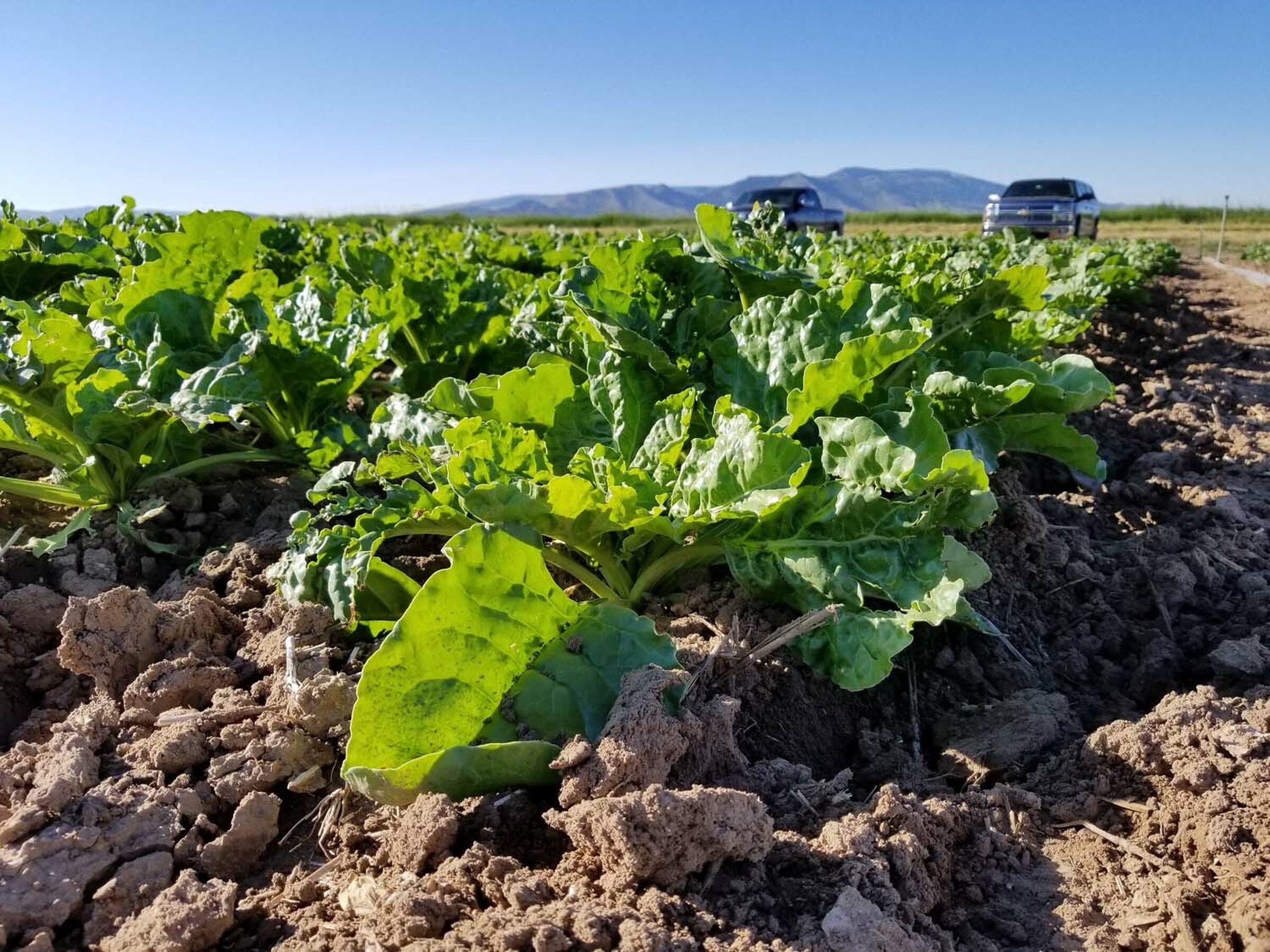 Sesvanderhave usa sugarbeet fields