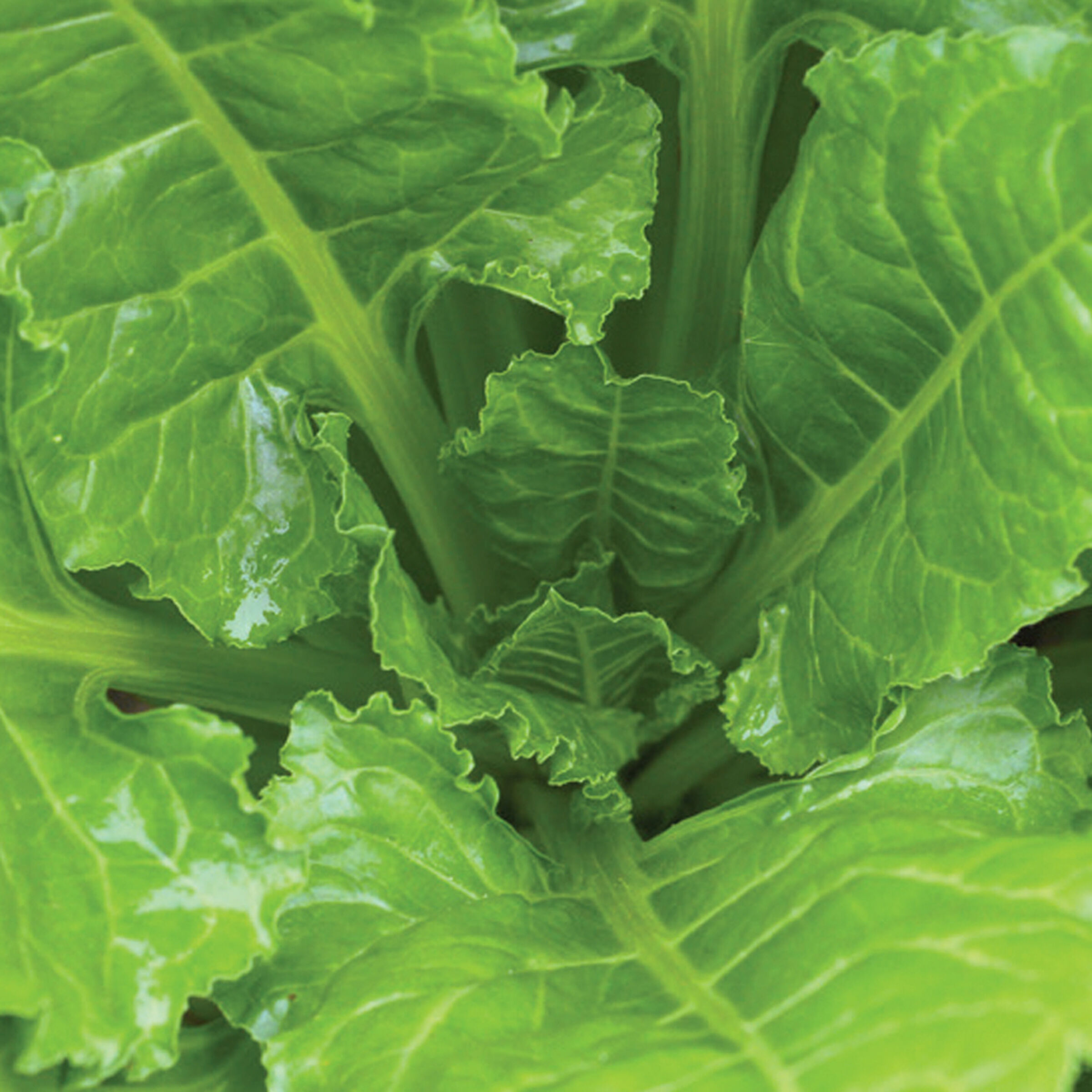 SES Vander Have Wstr Sth Sugar beet seed Varieties SV1686 N