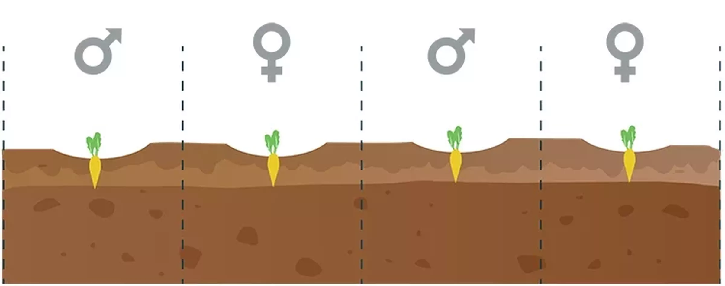 Sesvanderhave seed production growing stecklings