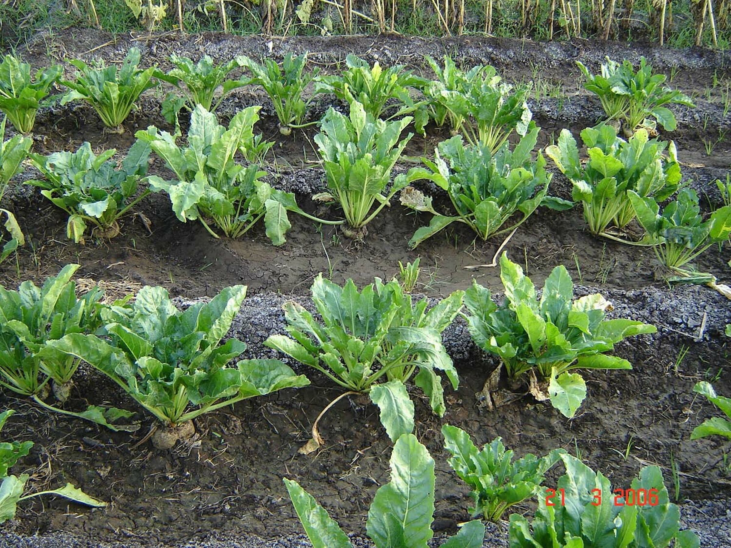 Sesvanderhave nederland news 2019 water productivity sugar beet