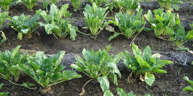 Sesvanderhave nederland news 2019 water productivity sugar beet