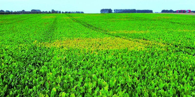 Sesvanderhave nederland news 2019 yellowing sugarbeet field