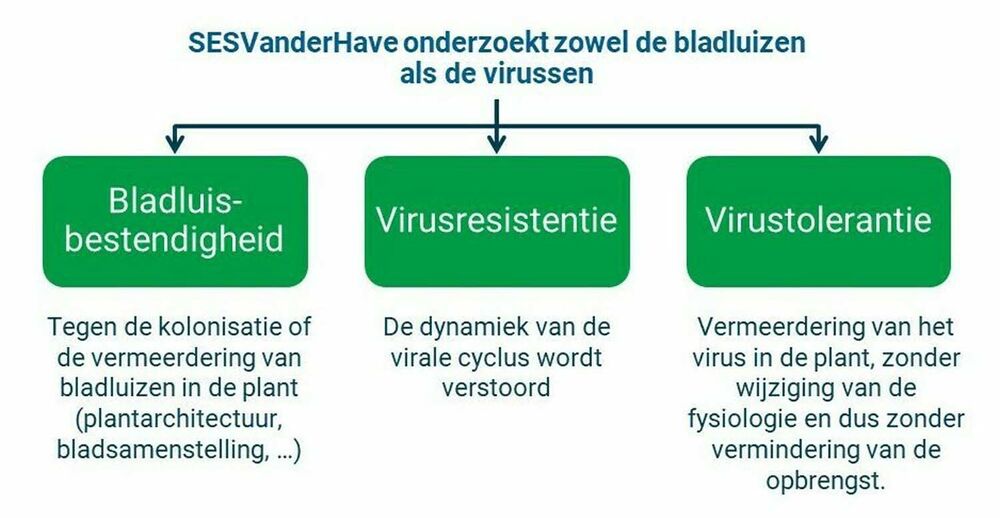 Sesvanderhave nederland news zomerverhaal 2020 vergelingsvirus