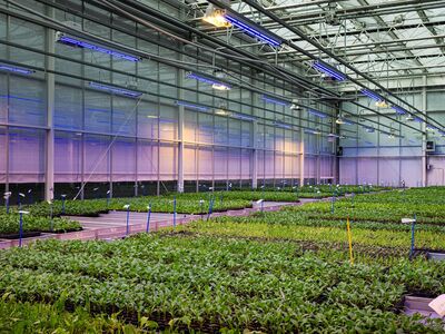 United beet seeds UBS Sugar beet Innovation Greenhouse 37 1