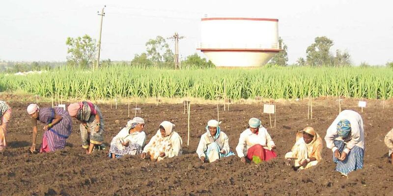 SESVanderHave semences de betteraves sucrières - innovation - la sélection, champs de betteraves tropicales, biogaz, secheresse, stress hydrique, agriculteurs dans le champs en Inde