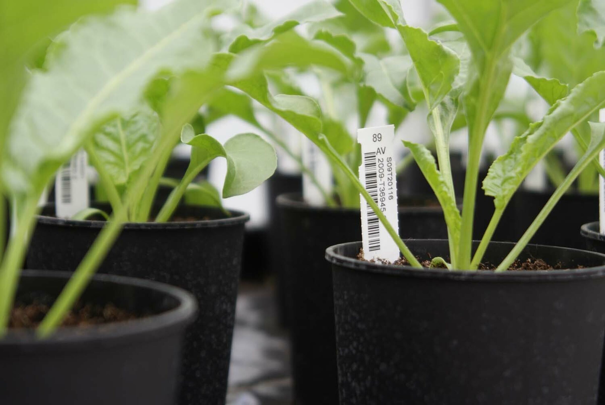 SESVanderHave semences de betteraves sucrières - innovation - la sélection, SVIC, science, nouvelles variétés, génétique, analyse et suivi, R&D, R&I, etiquettes génétique des plantes