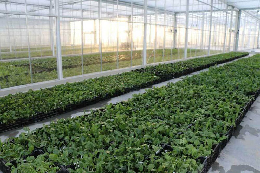 Sesvanderhave innovation plant breeding svic 19
