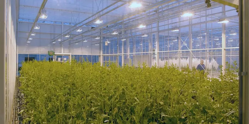SESVanderHave suikerbietzaad - Innovatie - Hoogtechnologisch onderzoek onder glas, innovatiecentrum, SVIC, veredelen van suikerbieten, schieters, zaadproductie in de serres, R&D, R&I