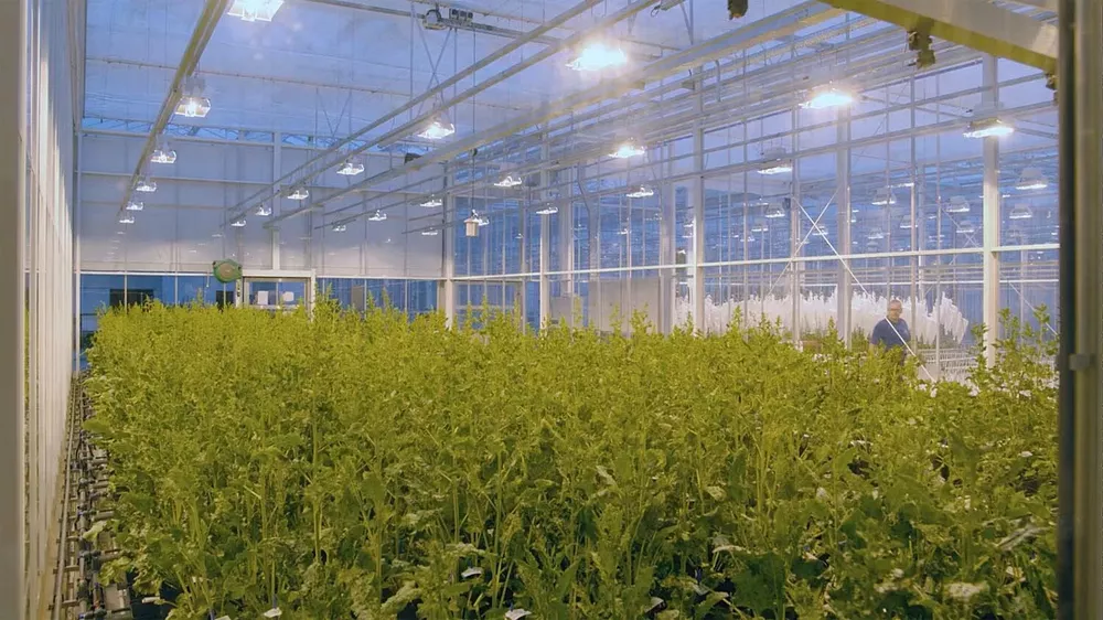 SESVanderHave - innováció növénynemesítés svic üvegház