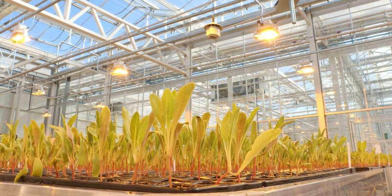 SESVanderHave - innovazione nella selezione delle piante svic barbabietola da zucchero in serra