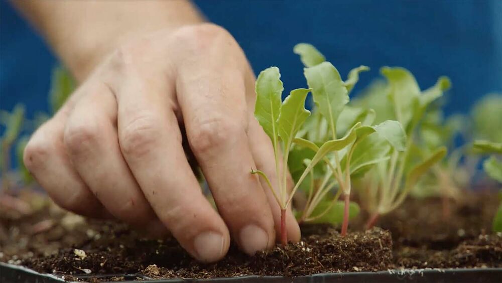 Sesvanderhave innovation plant breeding svic hand