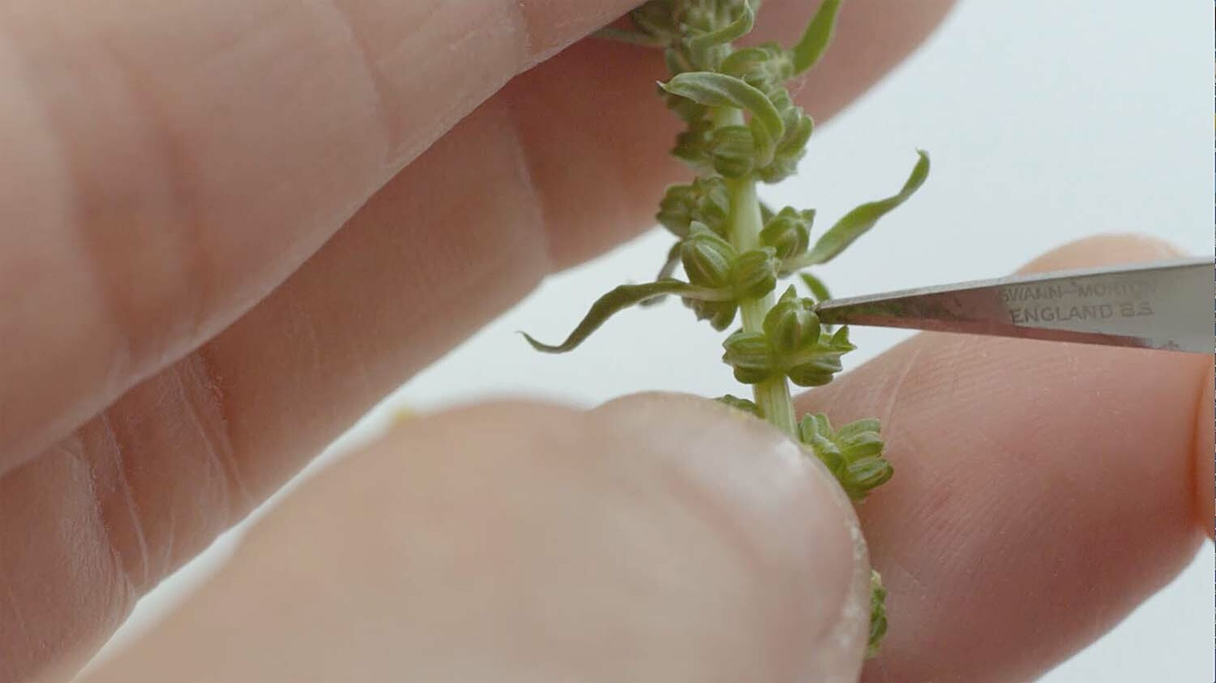 Sesvanderhave innovation plant breeding svic hand crossings