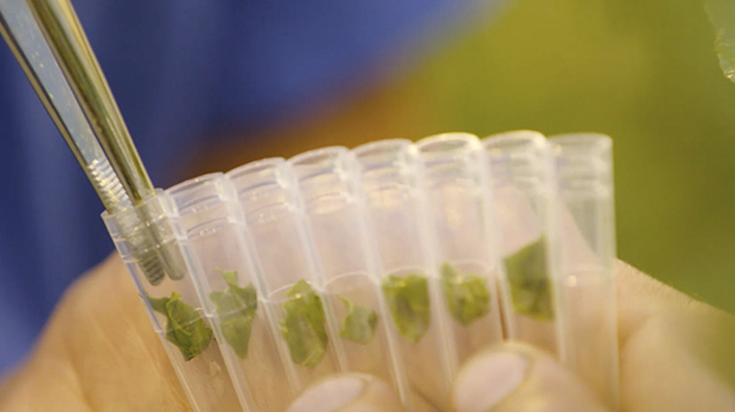 SESVanderHave semences de betteraves sucrières - innovation - la sélection, SVIC, science, centre de recherche, analyse génétique, échantillons des feuilles, travail manuel, R&D, R&I