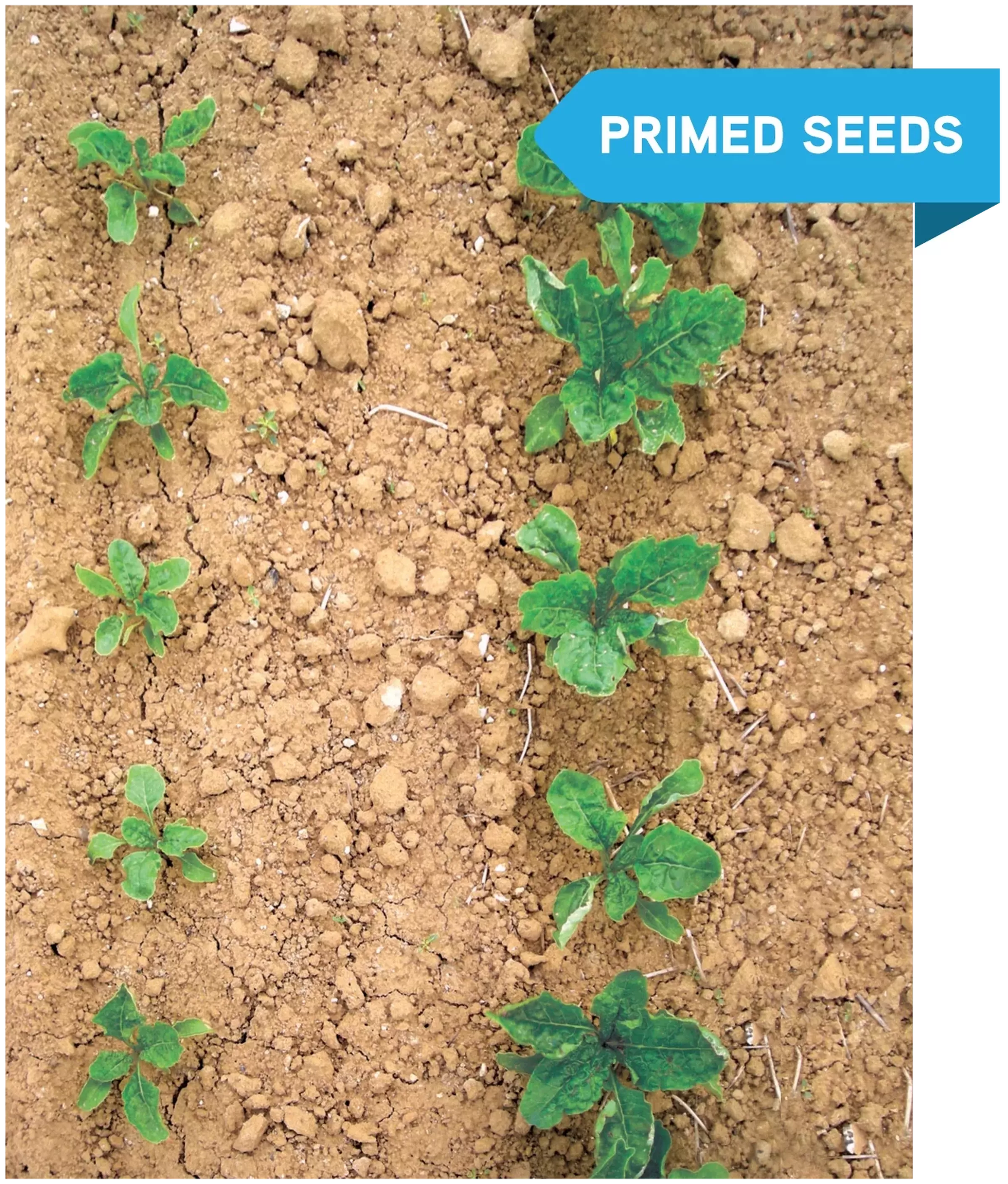 SESVanderHave semences de betteraves sucrières - innovation - la sélection, science, activation des graines