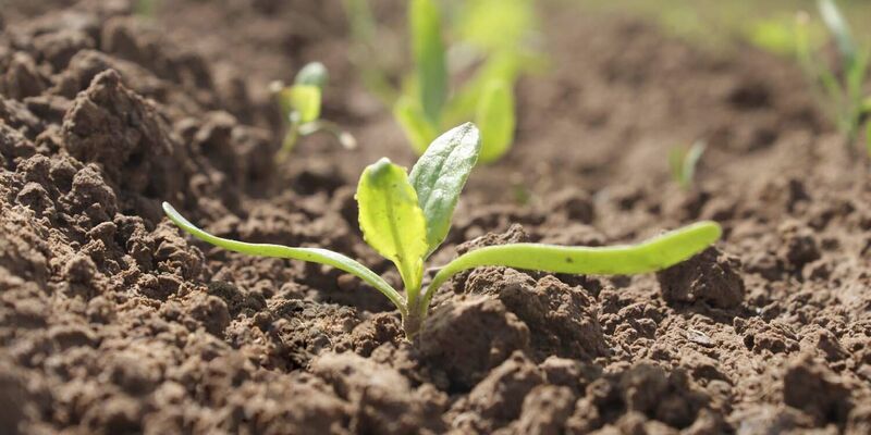 Sesvanderhave sugar beet herbicide varieties conviso smart