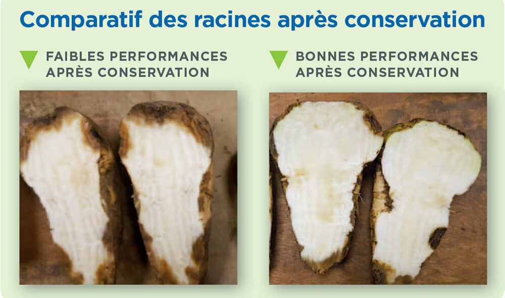 SESVanderHave - sugar beet root storability root in french
