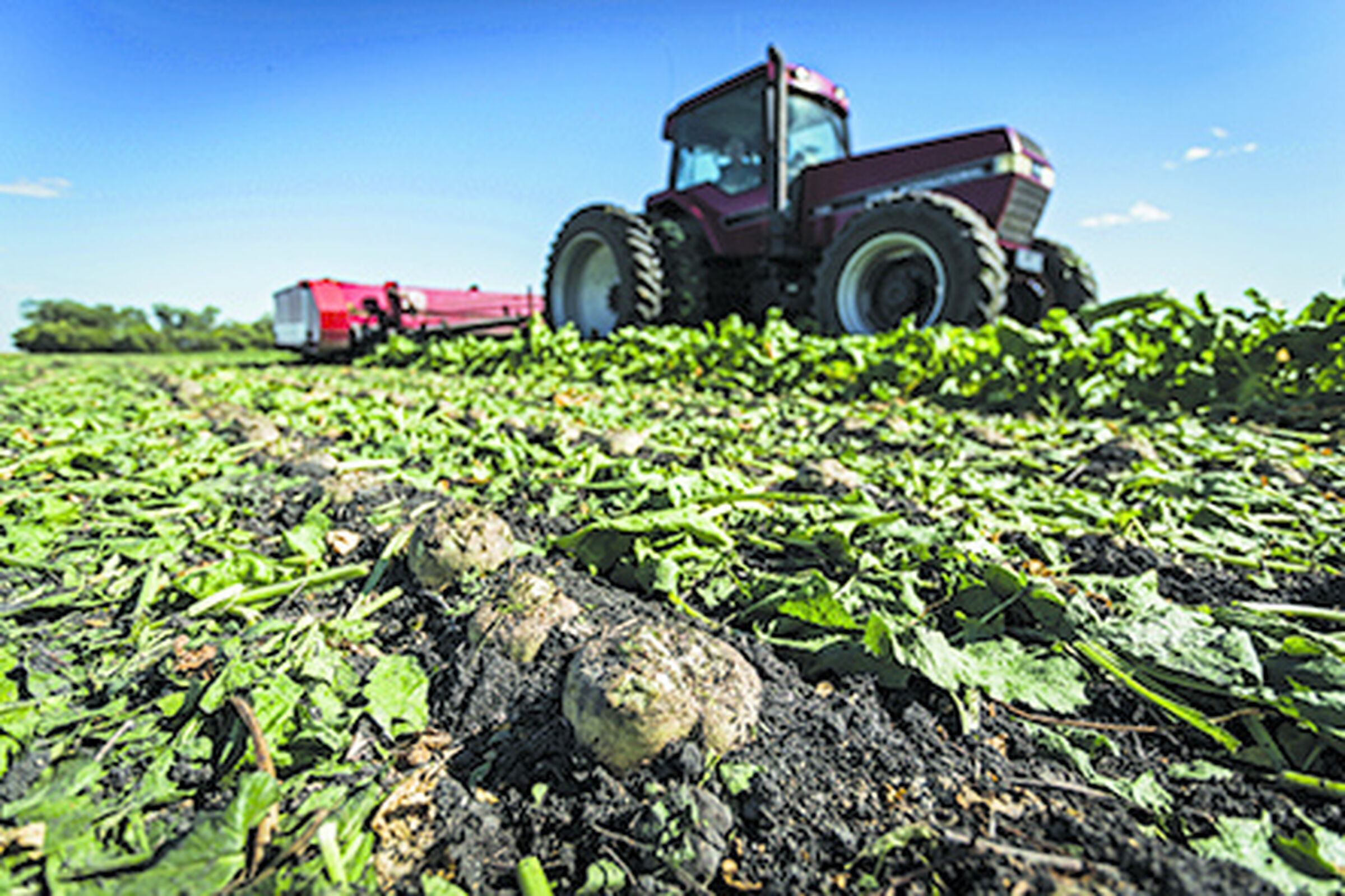 SESVanderHave semences de betteraves sucrières - innovation - la sélection, variétés de betteraves sucrières, recolte, parcelles, champs d'essais, arrachage, tracteur