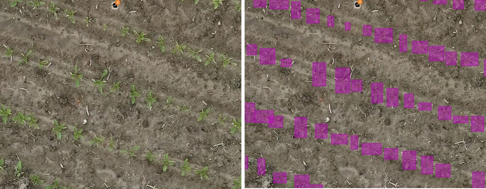 SESVanderHave - sense of field phenotyping counting of sugarbeet seeds