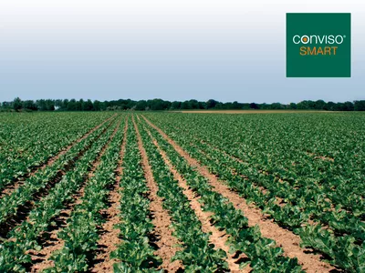 Sesvanderhave sugar beet herbicide weed control varieties conviso smart field