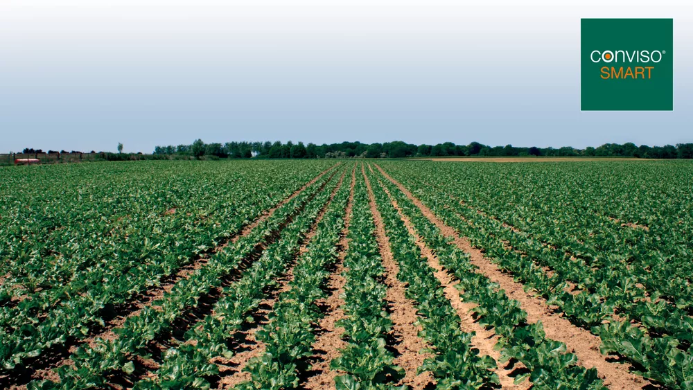 Sesvanderhave sugar beet herbicide weed control varieties conviso smart field