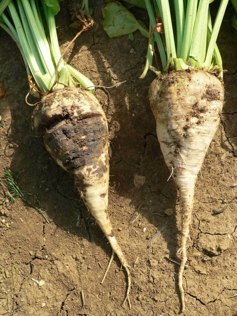 SESVanderHave - sugar beet pests and diseases - rhizoctonia root rot, comparison brown rotting of the sugar beet tap root
