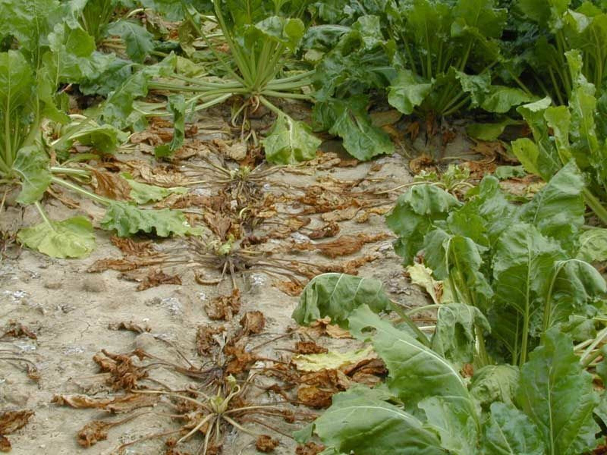 SESVanderHave - sugar beet pests and diseases - rhizoctonia in a sugar beet field, wilted leaves