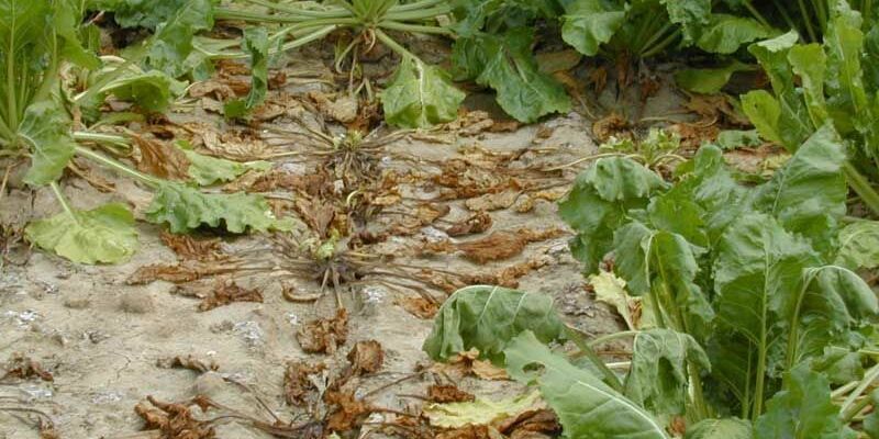 SESVanderHave - sugar beet pests and diseases - rhizoctonia in a sugar beet field, wilted leaves
