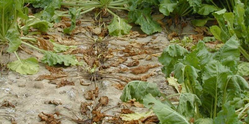 Sesvanderhave sugar beet diseases rhizoctonia