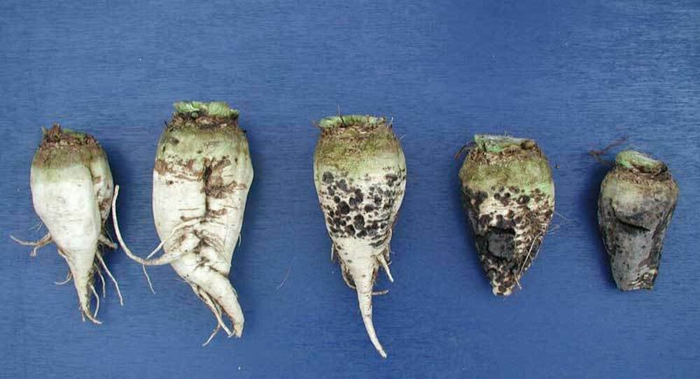 Sesvanderhave sugar beet diseases rhizoctonia evolution