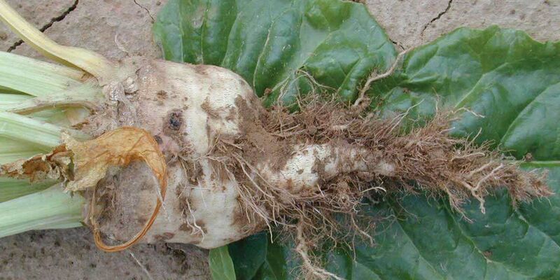SESVanderHave - sugar beet pests and diseases - rhizomania - root hair on the tap root of the sugar beet