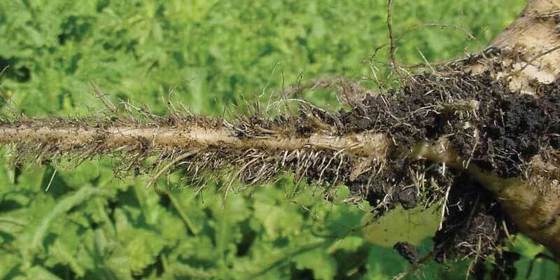 SESVanderHave - sugar beet pests and diseases - rhizomania - root hair on the tap root of the sugar beet