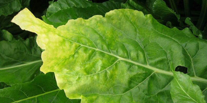 SESVanderHave - sugar beet pests and diseases - Virus Yellows - yellowing of the sugar beet leaves