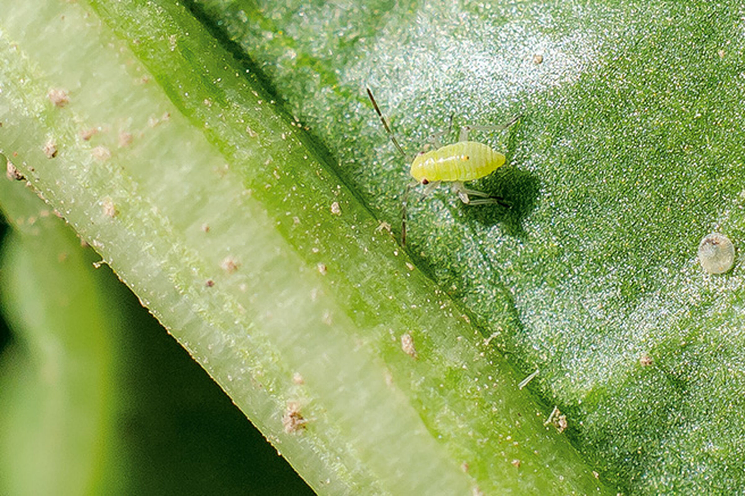 SESVanderHave suikerbieten - overbrenger ziektes en plagen insect vergeling aphids